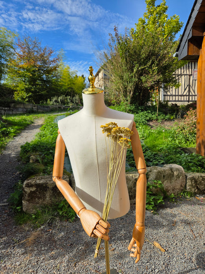 Achillée jaune séché