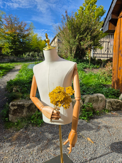 Achillée jaune séché