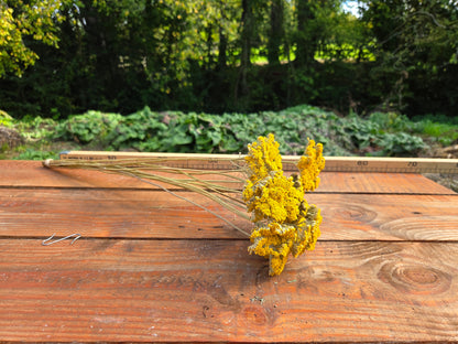 Achillée jaune séché