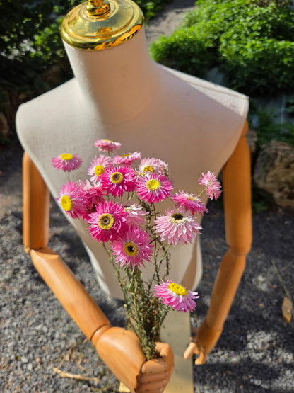 Acroclinium rose séché