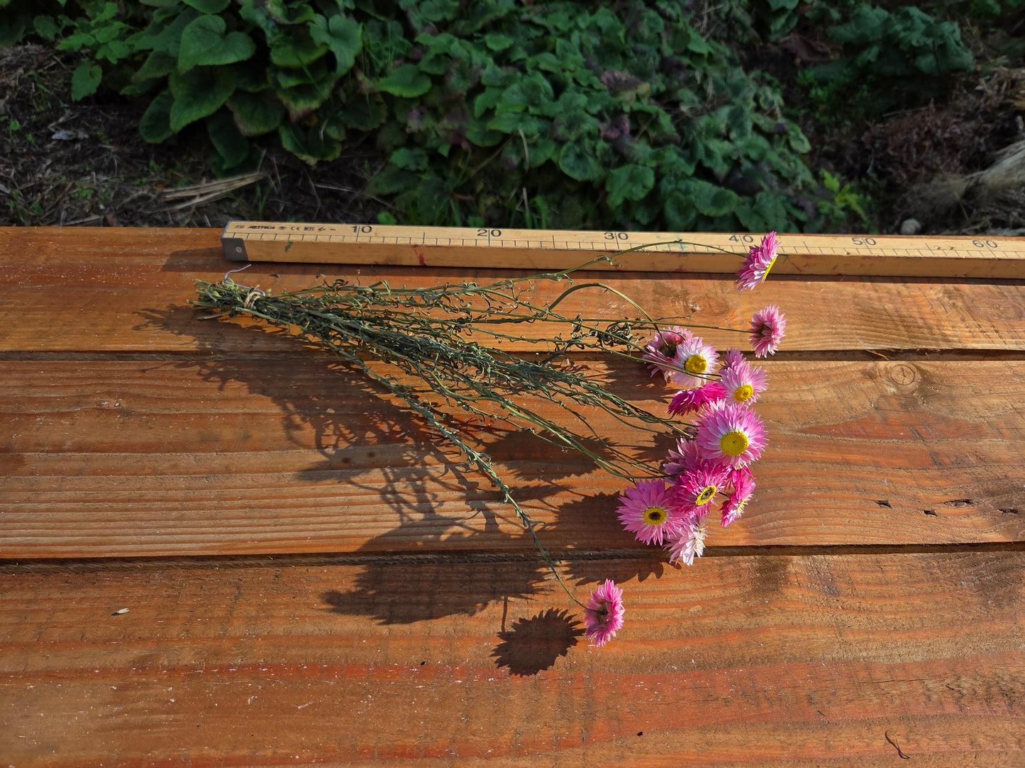 Acroclinium rose séché