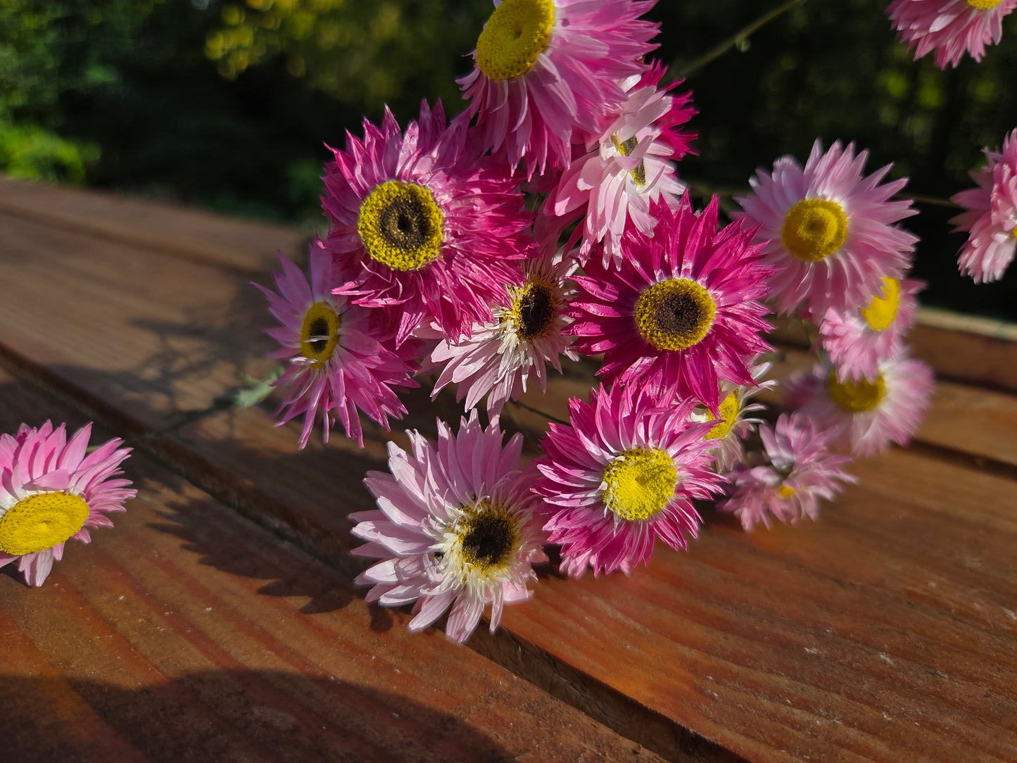 Acroclinium rose séché