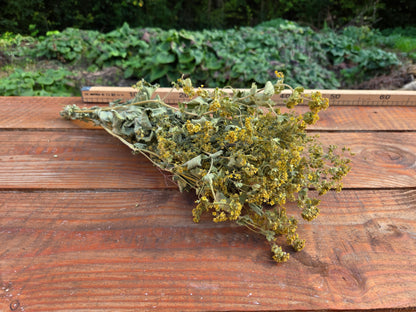 Alchémille séchée