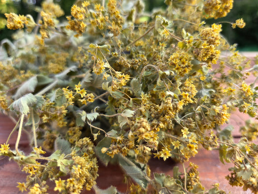 Alchémille séchée