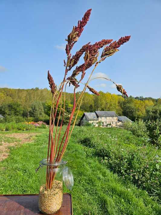 Amarante érigée séchée Fleurs séchées françaises normandie Fleurs de la Clarté bottes grossiste diy pas cher