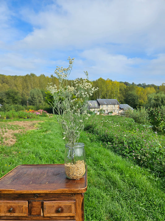 Ammi majus séchée Fleurs séchées françaises normandie Fleurs de la Clarté bottes grossiste diy pas cher