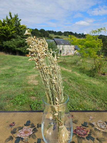 Briza maxima séchée