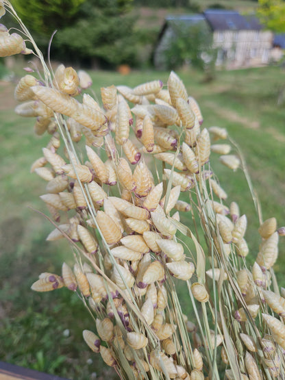 Briza maxima séchée