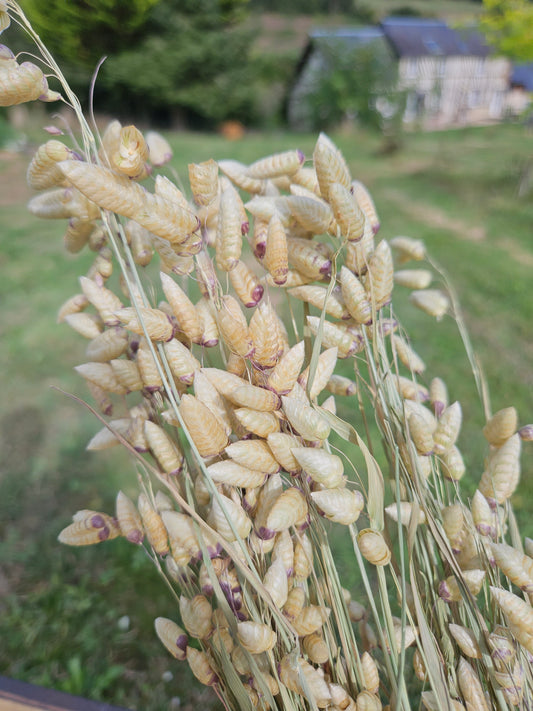 Briza maxima séchée