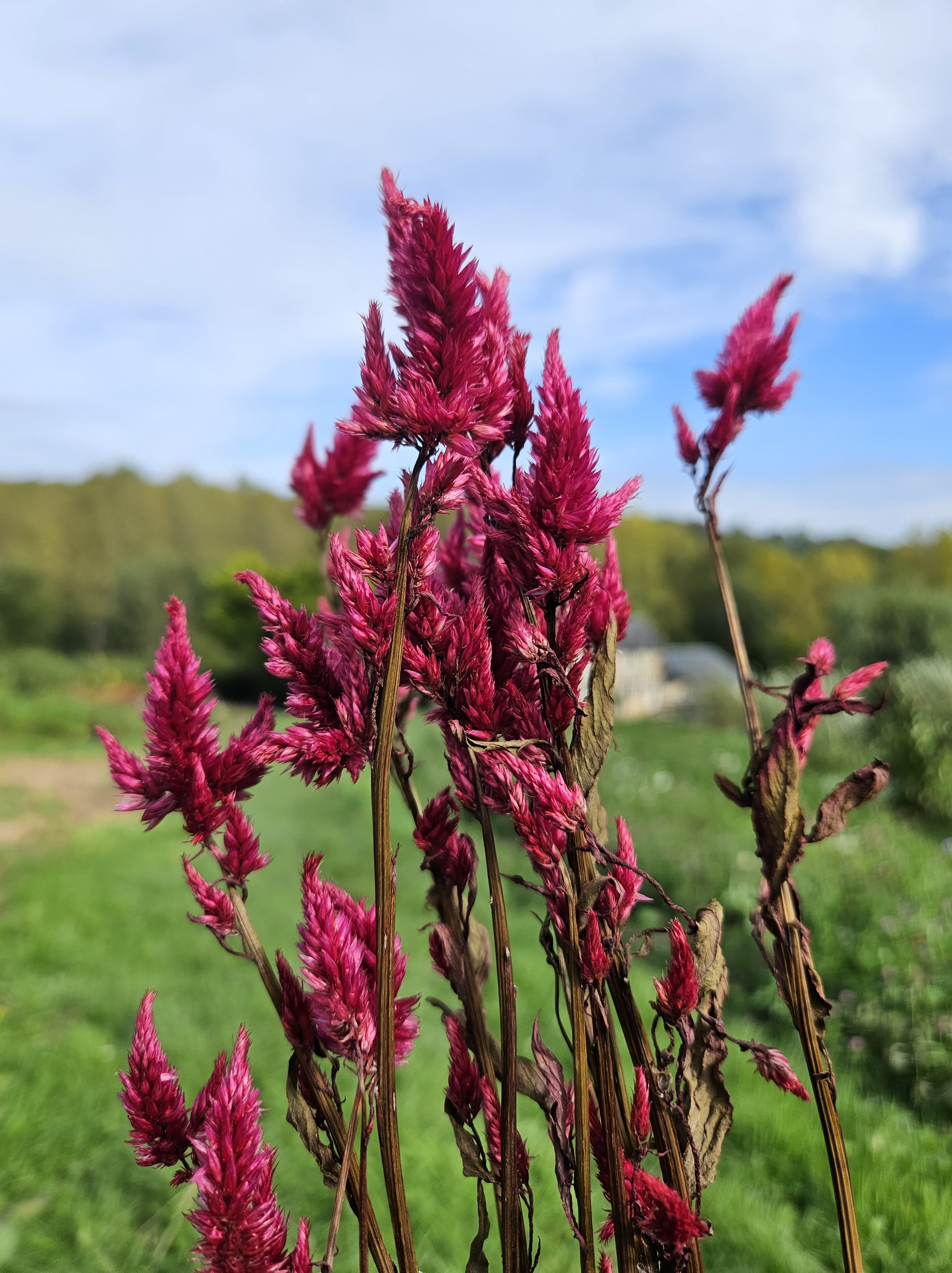 Célosie spicata bordeaux séchée Fleurs séchées françaises normandie Fleurs de la Clarté bottes grossiste diy pas cher