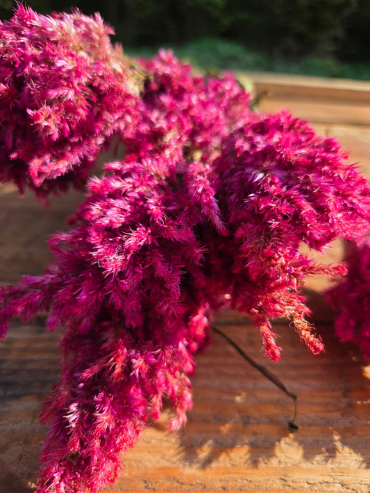 Célosie plumosa rose séchée