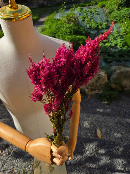 Célosie plumosa rose séchée