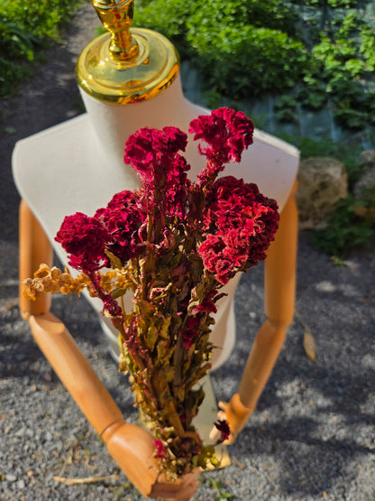 Célosie rouge crête de coq séchée