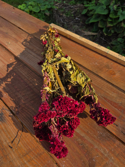 Célosie rouge crête de coq séchée