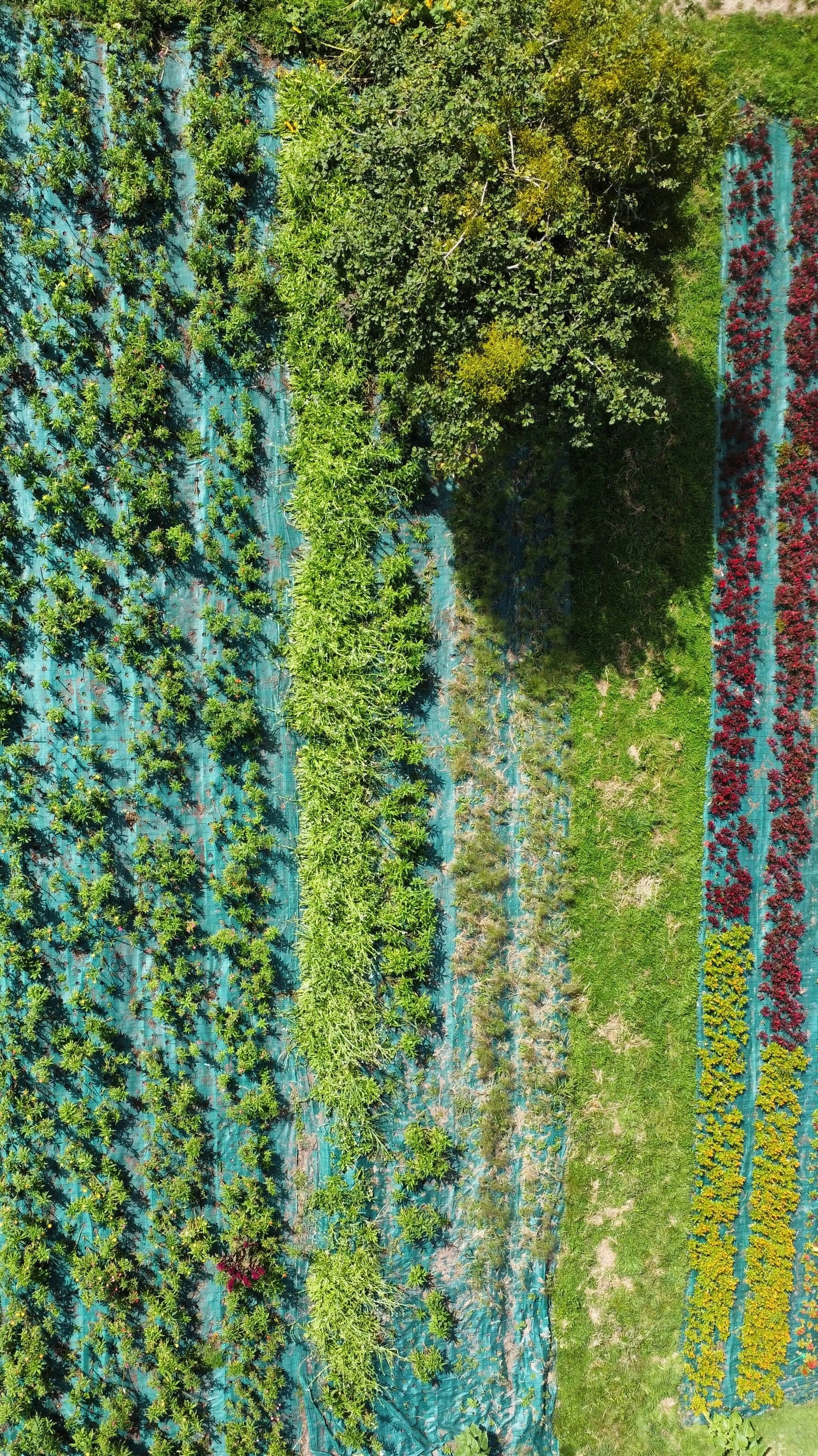 Parcelle fleurs immortelles célosie vue aérienne ferme florale