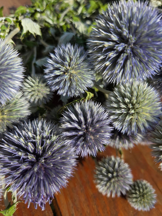 Echinops bleu séché