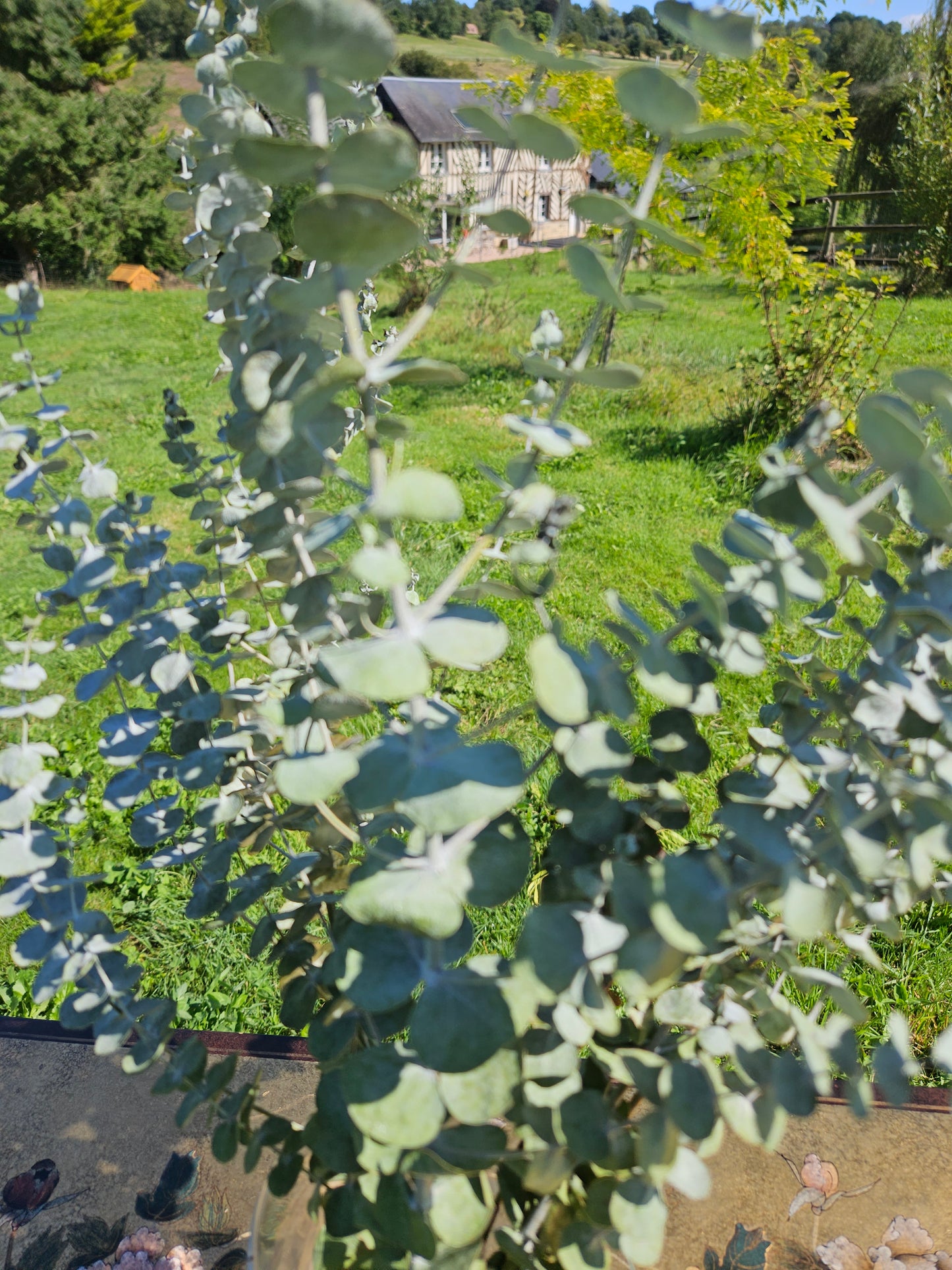 Eucalyptus baby blue séché