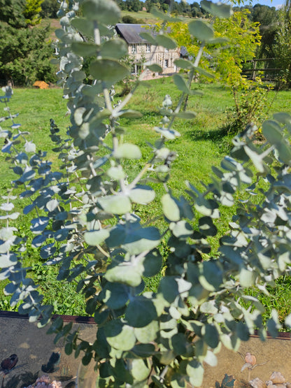 Eucalyptus baby blue séché