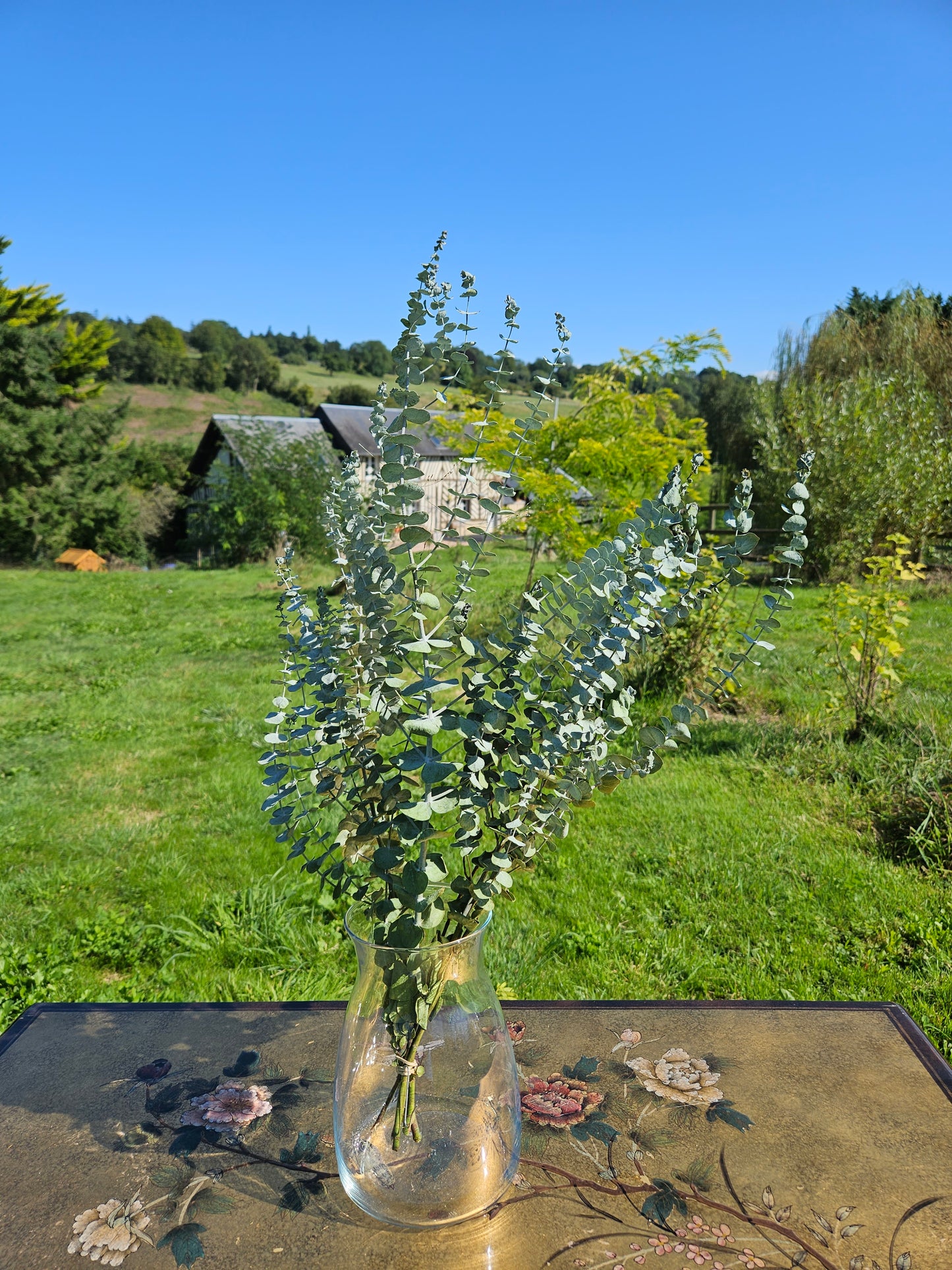 Eucalyptus baby blue séché