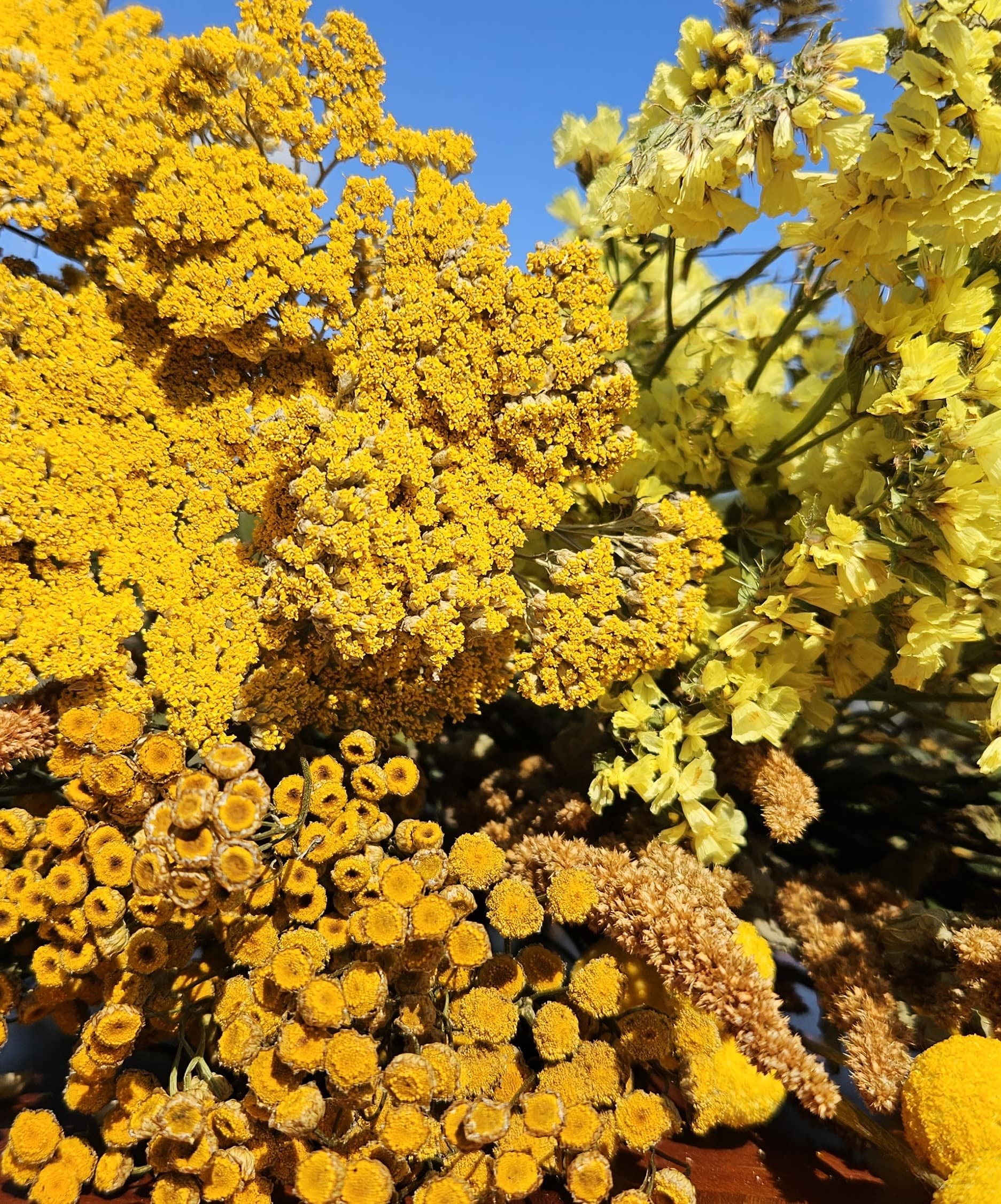 Fleurs séchées jaune