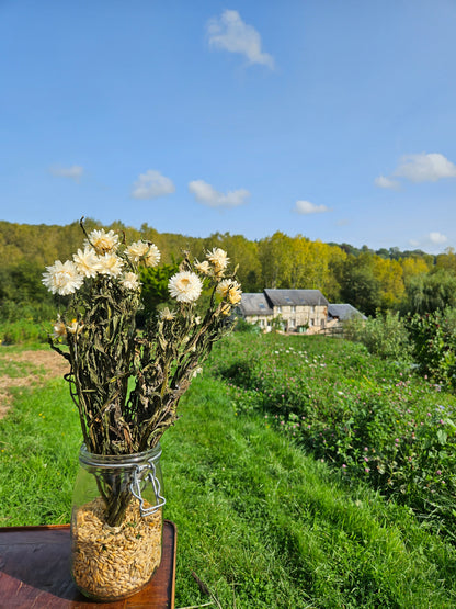 Immortelle blanche séchée Fleurs séchées françaises normandie Fleurs de la Clarté bottes grossiste diy pas cher
