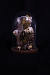 Cloche de fleurs séchées - L'ingénue