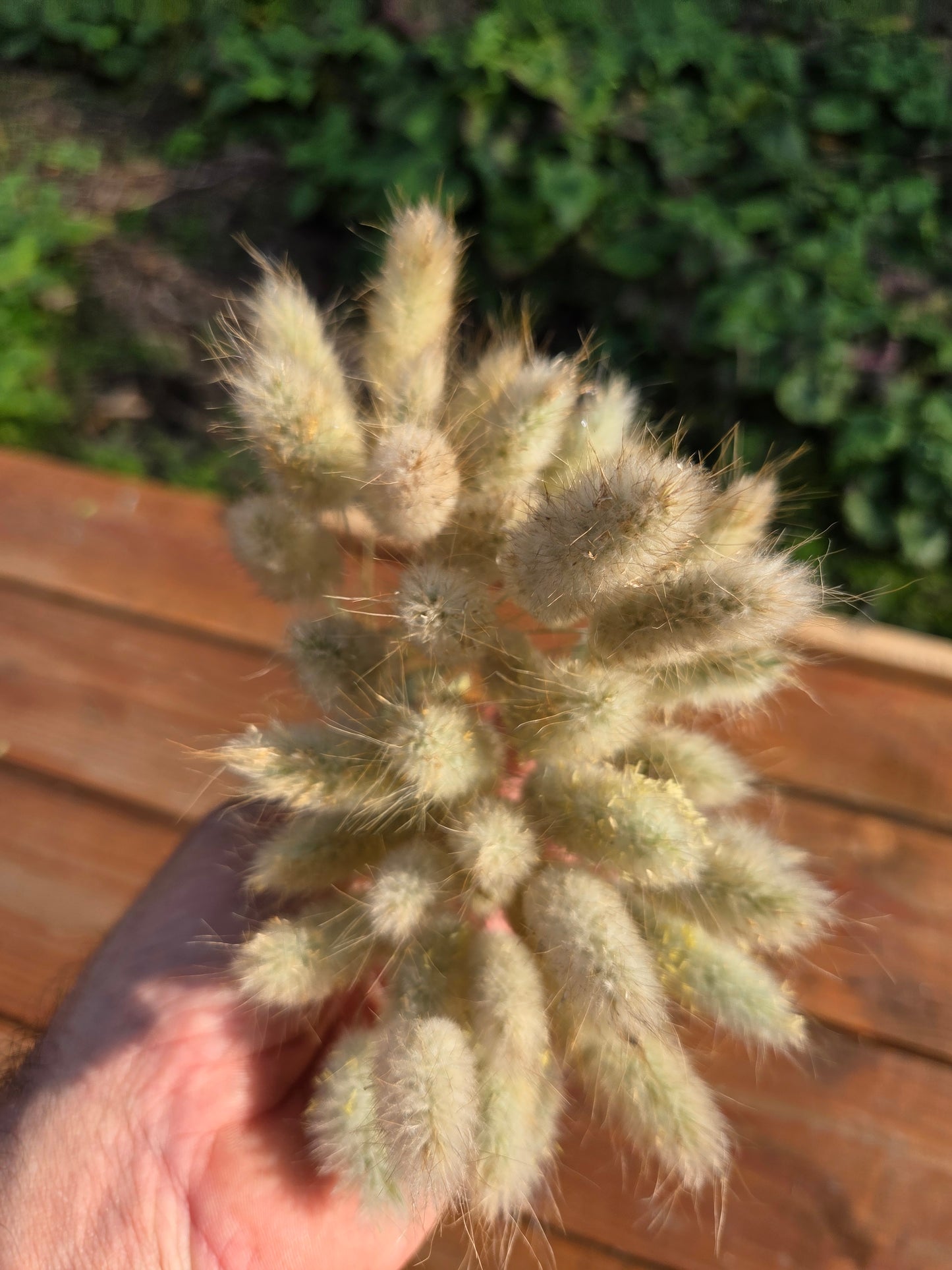 Lagurus ovatus séché