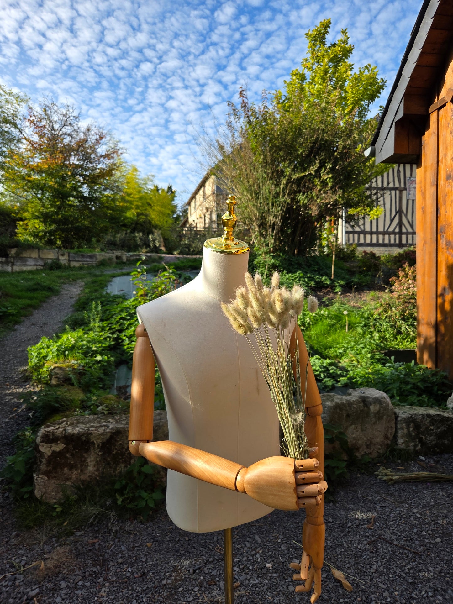 Lagurus ovatus séché