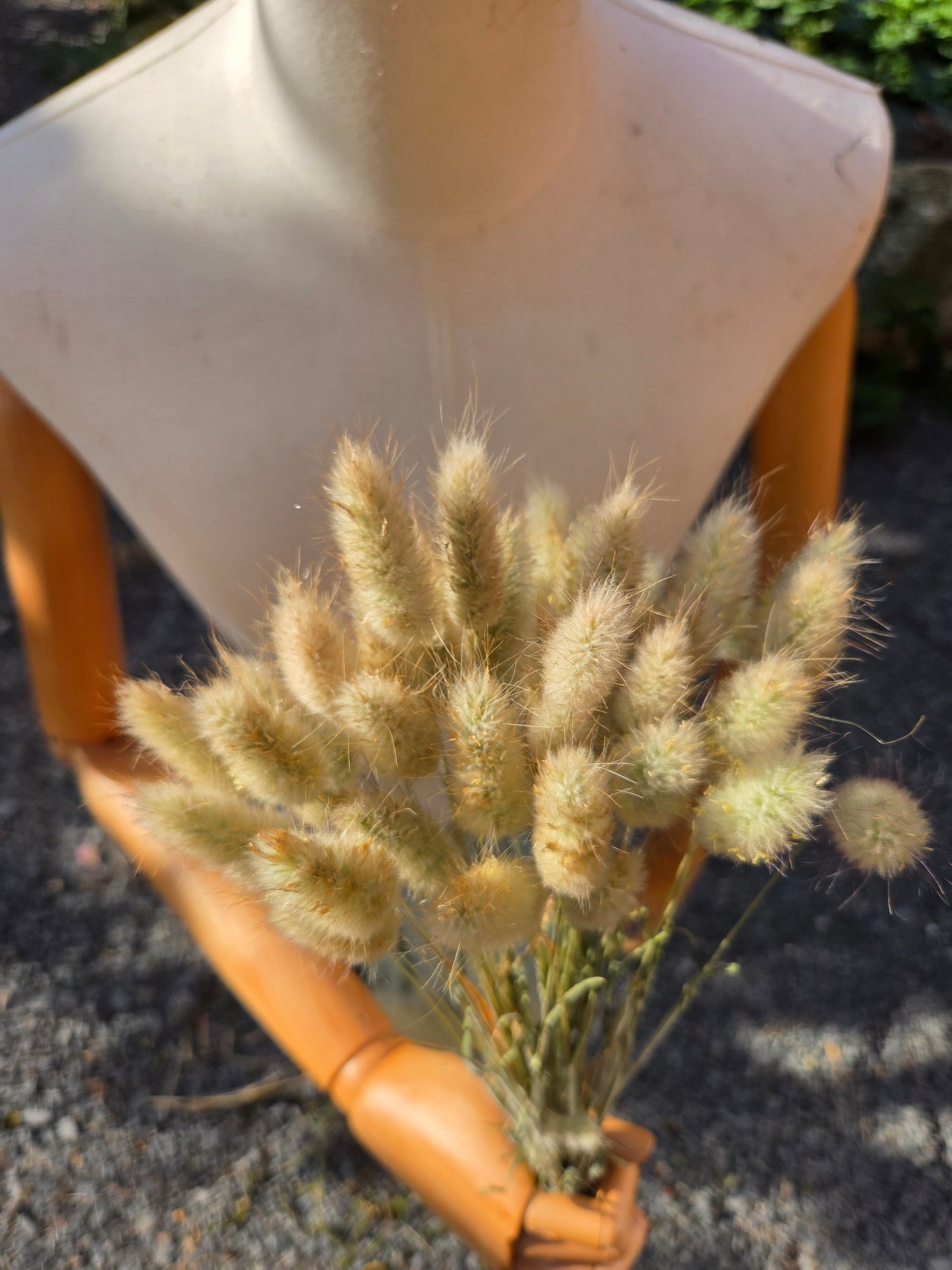 Lagurus ovatus séché