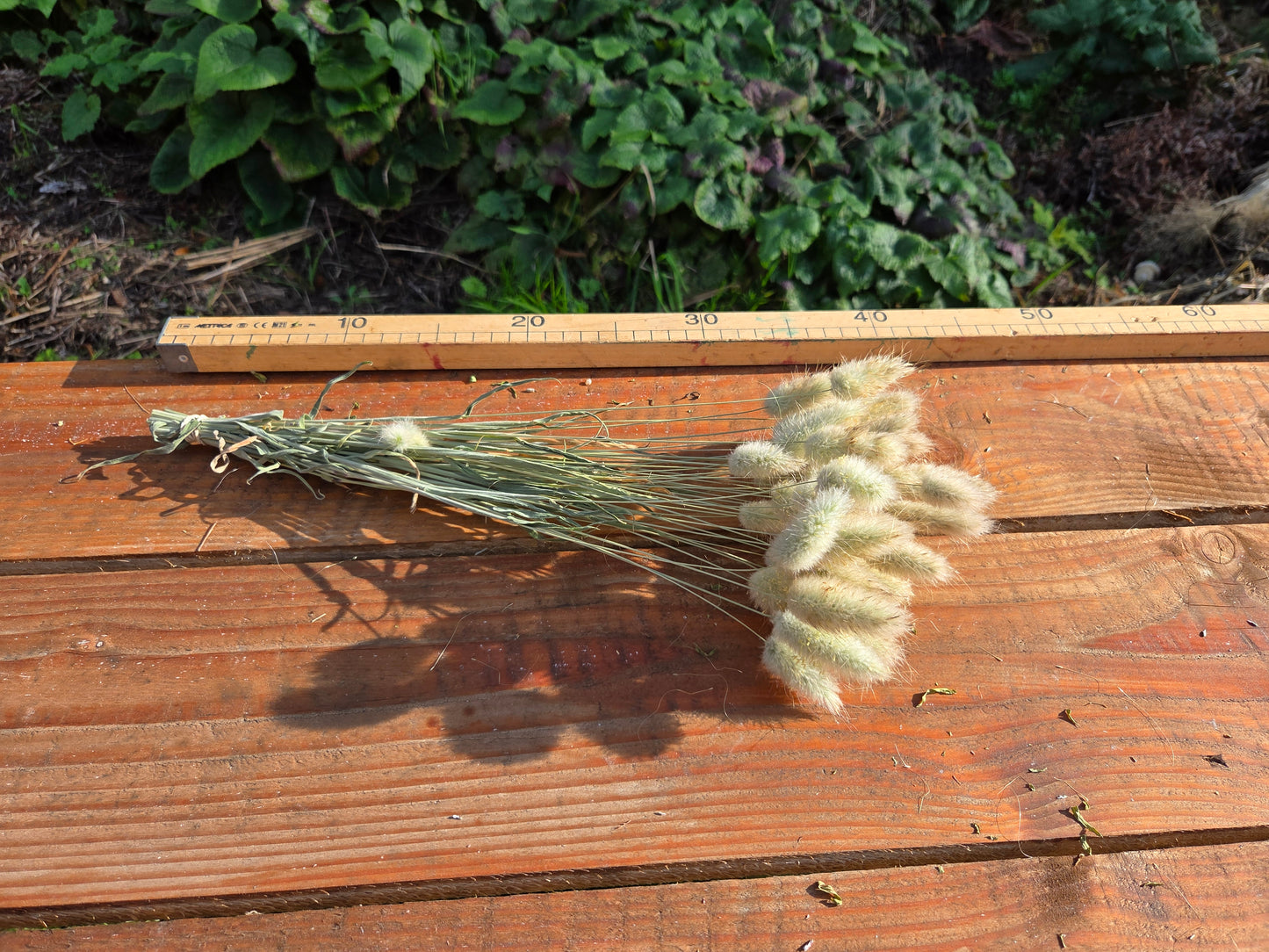 Lagurus ovatus séché