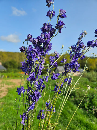 Delphinium bleu séchée