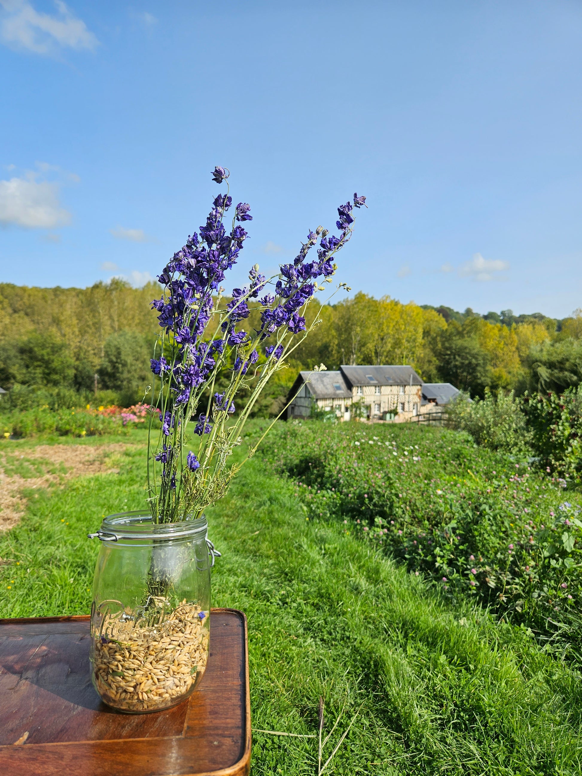 Pied d'alouette bleu séché Fleurs séchées françaises normandie Fleurs de la Clarté bottes grossiste diy pas cher