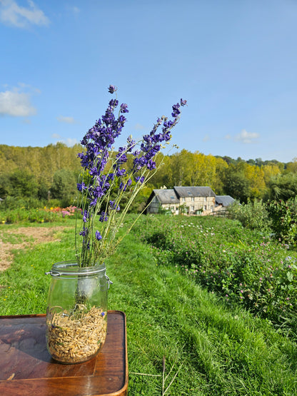 Pied d'alouette bleu séché Fleurs séchées françaises normandie Fleurs de la Clarté bottes grossiste diy pas cher
