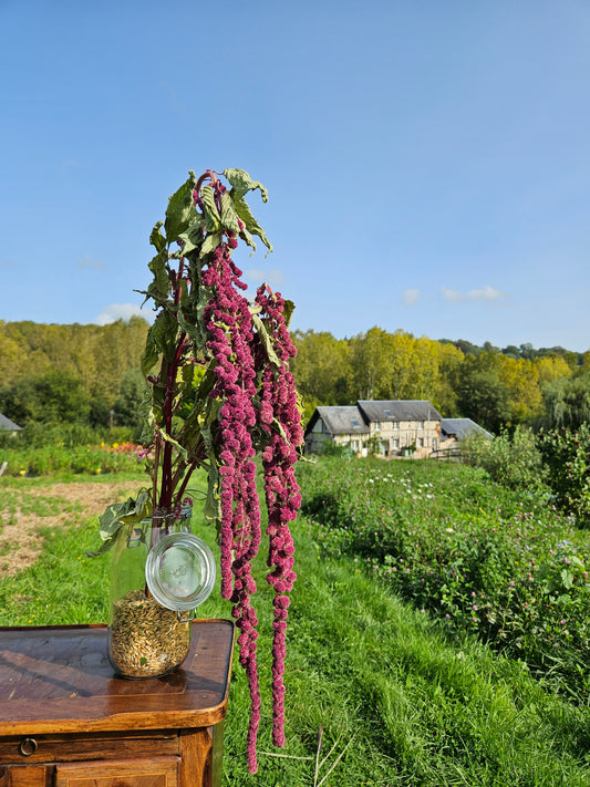 Amarante queue de renard séchée Fleurs séchées françaises normandie Fleurs de la Clarté bottes grossiste diy pas cher