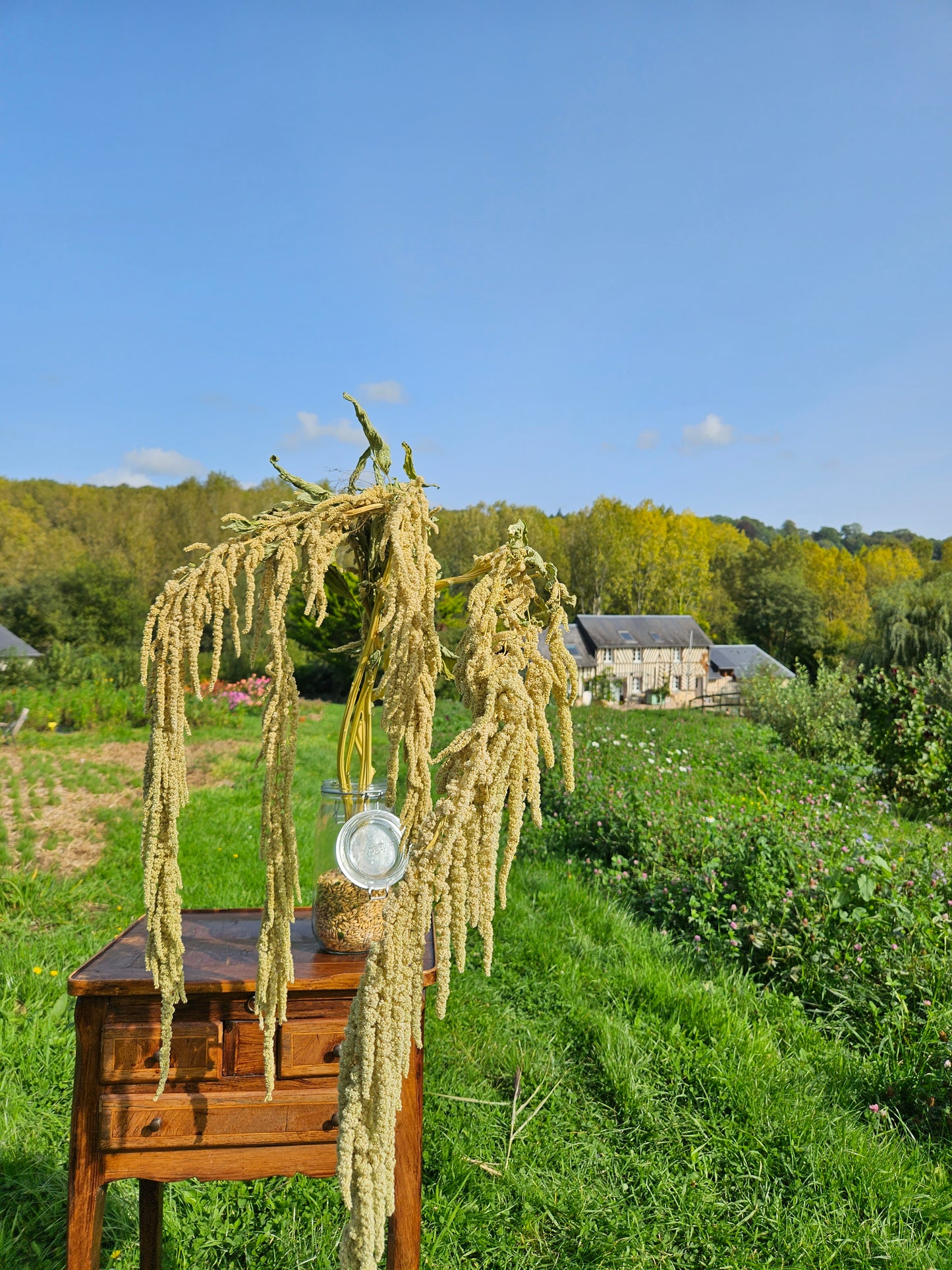 Amarante queue de renard séchée Fleurs séchées françaises normandie Fleurs de la Clarté bottes grossiste diy pas cher
