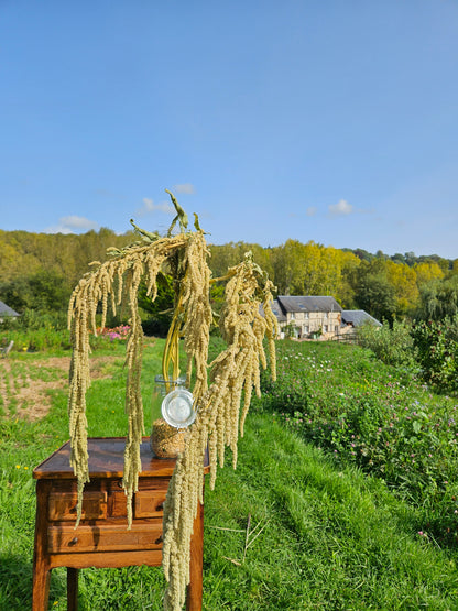 Amarante queue de renard séchée Fleurs séchées françaises normandie Fleurs de la Clarté bottes grossiste diy pas cher