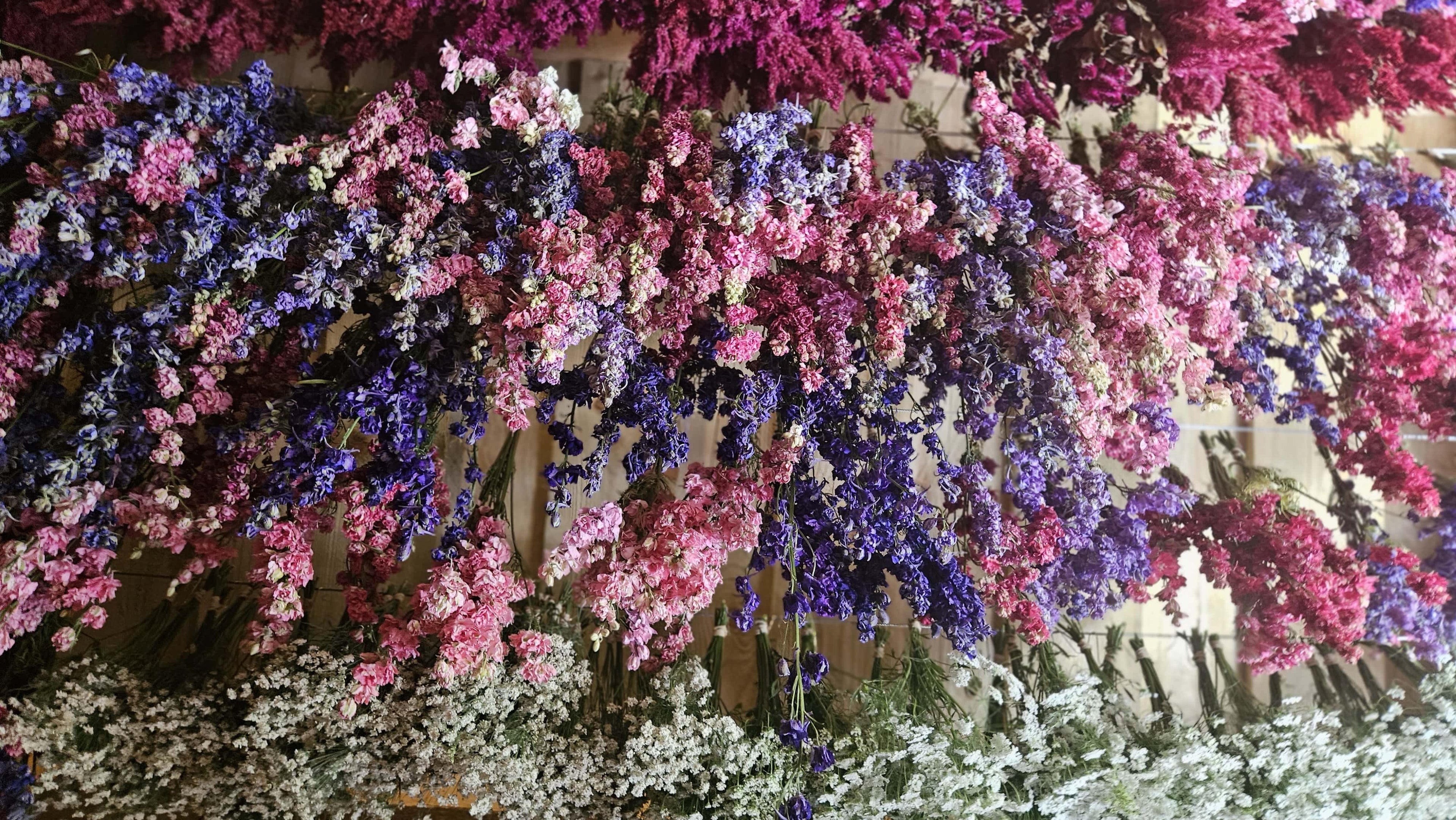 Vue du séchoir - Delphinium séchée en gros