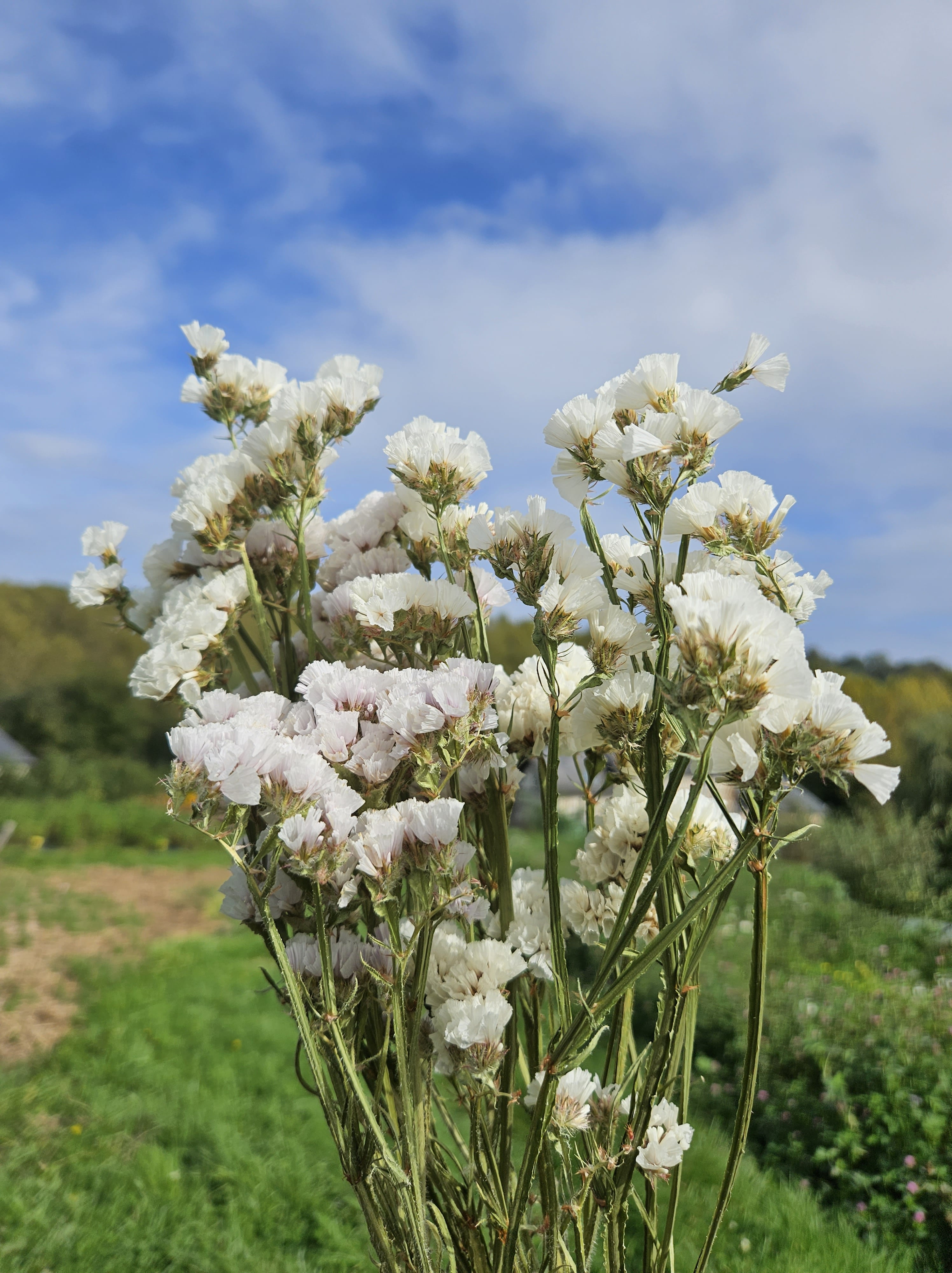 Statice blanc séchée Fleurs séchées françaises normandie Fleurs de la Clarté bottes grossiste diy pas cher