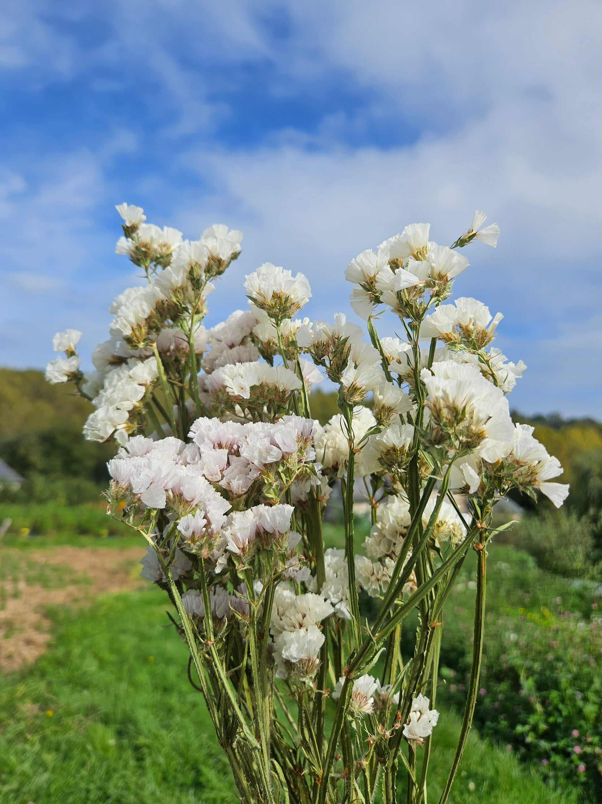 Statice blanc séchée Fleurs séchées françaises normandie Fleurs de la Clarté bottes grossiste diy pas cher
