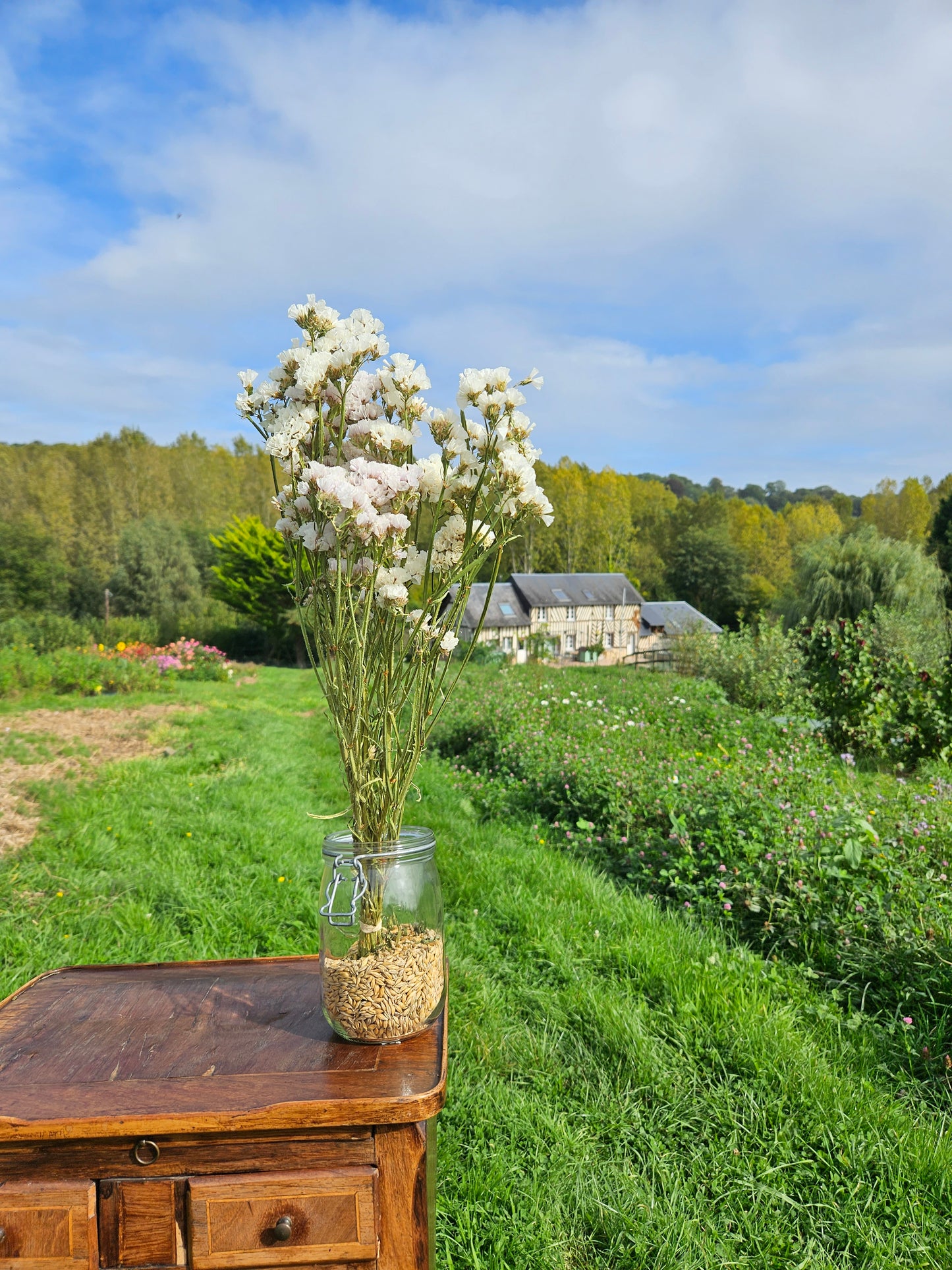 Statice blanc séchée Fleurs séchées françaises normandie Fleurs de la Clarté bottes grossiste diy pas cher