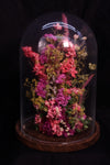 Cloche de fleurs séchées - Solal la vie en rose