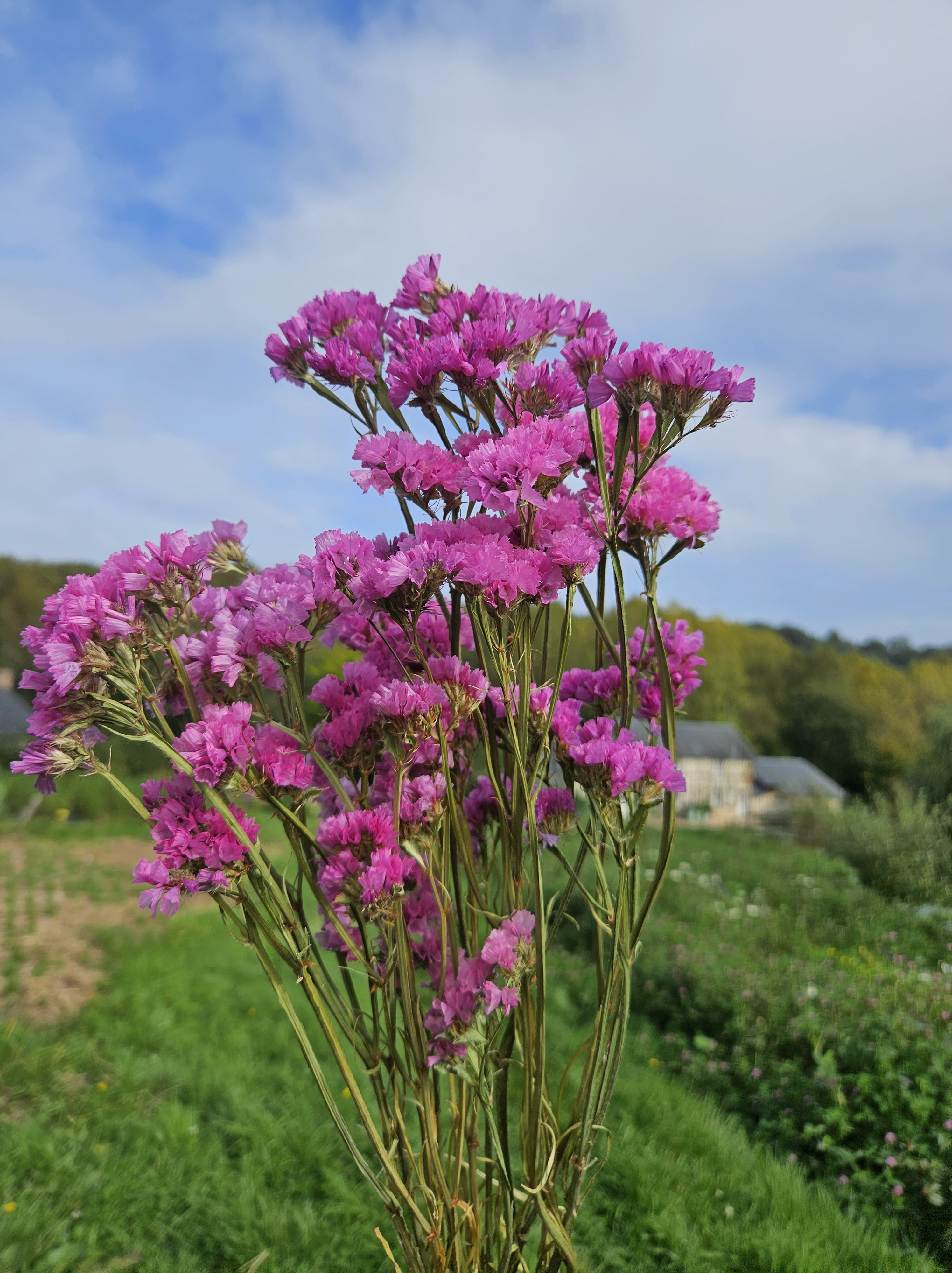 Statice rose séchée Fleurs séchées françaises normandie Fleurs de la Clarté bottes grossiste diy pas cher