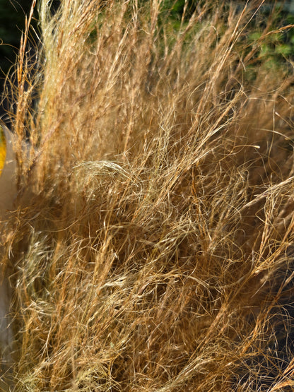 Cheveux d'ange séchés