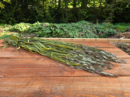 Chasmanthium séché