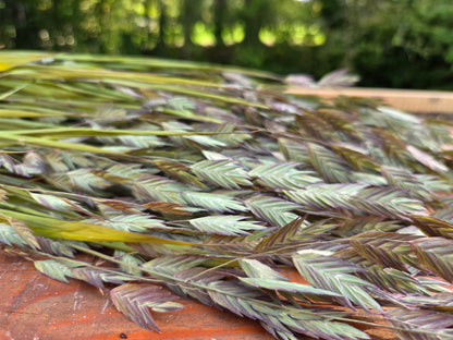 Chasmanthium séché