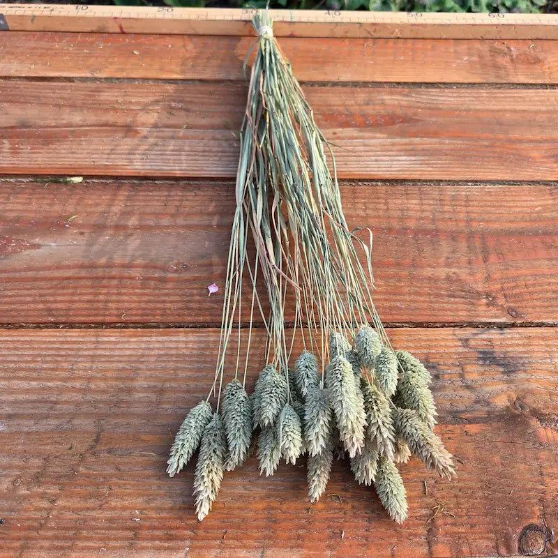Petites têtes solides du Phalaris séché issues de notre permaculture, parfaites pour piquer un peigne fleuri de mariée.