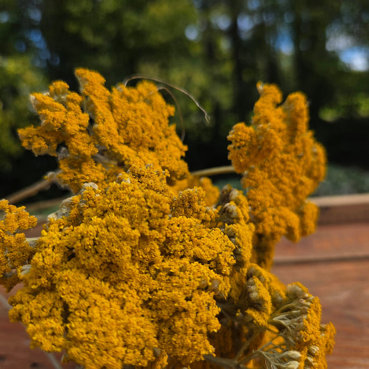 Achillée jaune séché