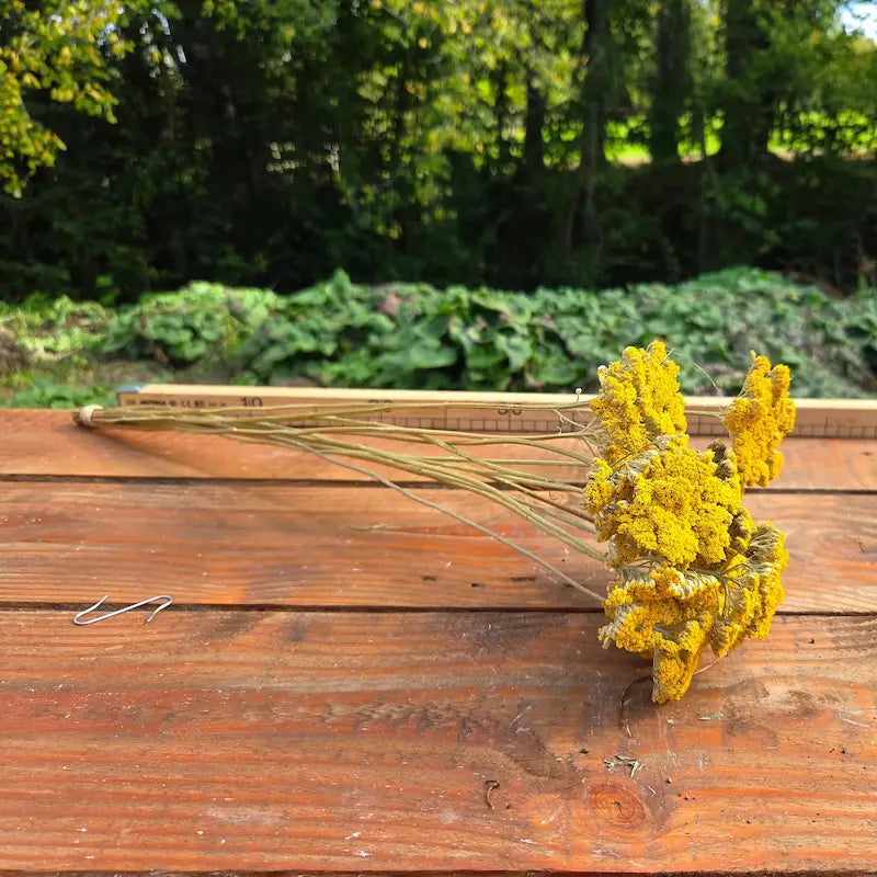 Tiges vigoureuses d'Achillée filipendulina, plante vivace et très robuste cultivée sans arrosage excessif dans notre ferme en Normandie.
