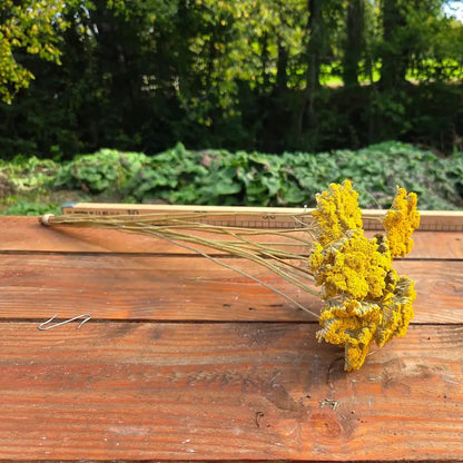 Tiges vigoureuses d'Achillée filipendulina, plante vivace et très robuste cultivée sans arrosage excessif dans notre ferme en Normandie.