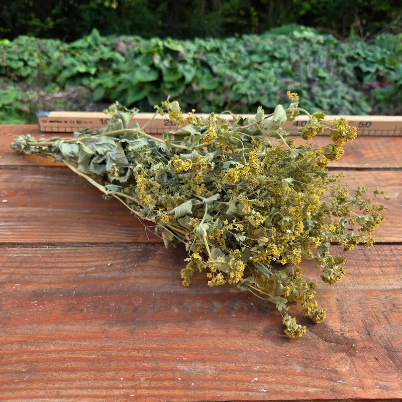 Botte d'alchémille séchée, un spectaculaire nuage de petites fleurs vert anis, parfait pour lier et alléger vos compositions florales.